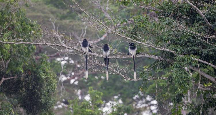 Mout Cameroun Trekking Aventure 10J/9N - Across Africa Tours & Travel 4