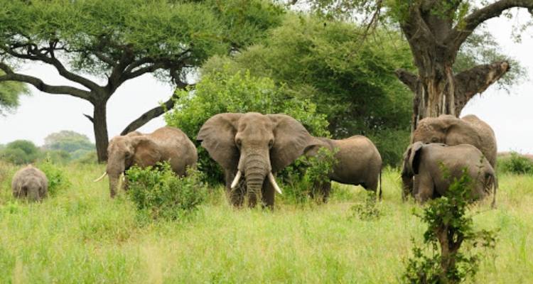 Camping pour les amoureux et l'extension sociale - 14 jours - Across Africa Tours & Travel 6
