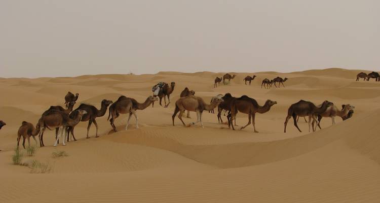 Camel Riding Adventure at Great Oriental Erg 7 Days/ 6 Nights - Across Africa Tours & Travel 2
