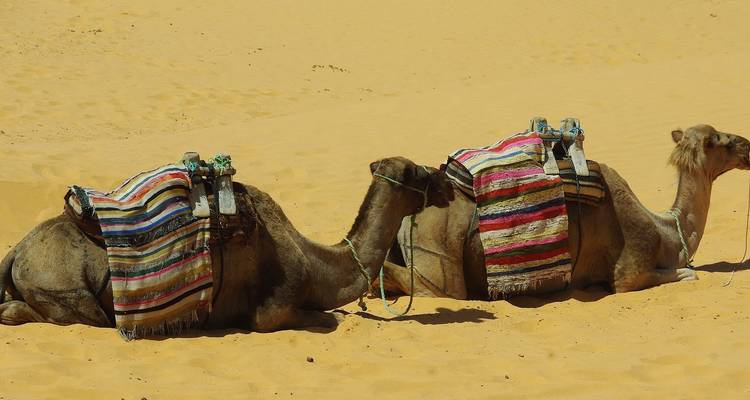 Camel Riding Adventure at Great Oriental Erg 7 Days/ 6 Nights - Across Africa Tours & Travel 3