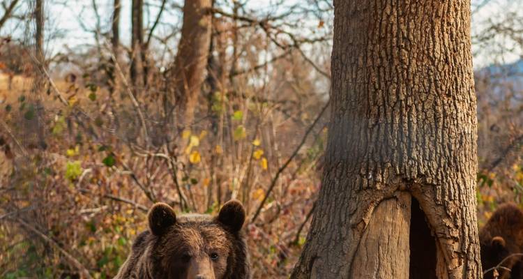Discover Medieval and Wild Transylvania, Meet the Brown Bears, and Count Dracula - Business Trans Protocol 4