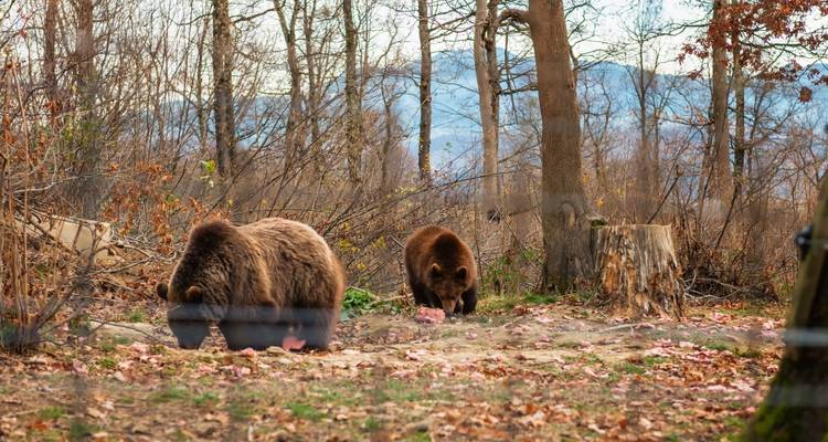 Discover Medieval and Wild Transylvania, Meet the Brown Bears, and Count Dracula - Business Trans Protocol 10