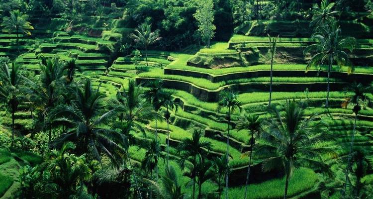 L'essence de l'Indonésie, visite privée - Destination Services Indonesia 4