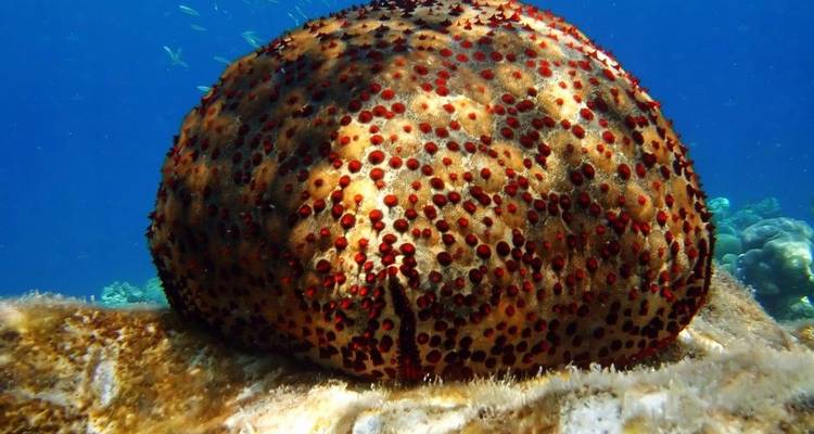 Maldives Magic, Private Tour - Aitken Spence Travel 3