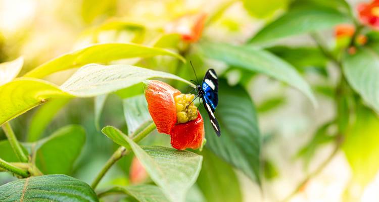 Primer plano de una mariposa sobre una flor roja vibrante.