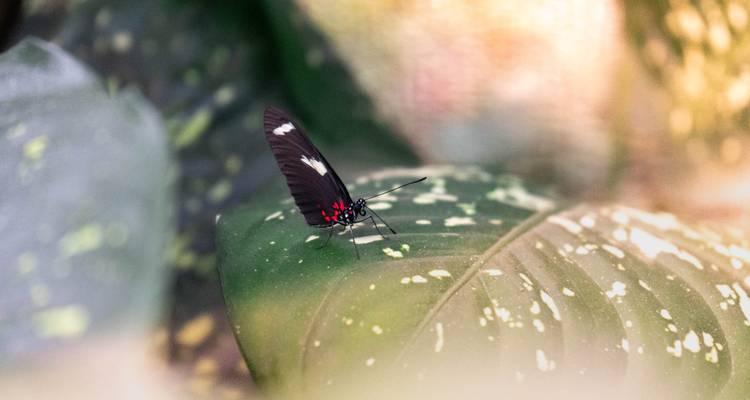 Primer plano de una mariposa en una hoja.