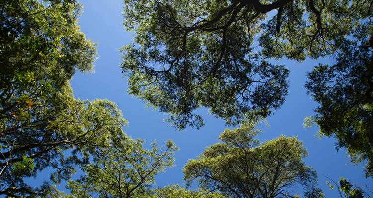 Vista a través de las copas de los árboles hacia un cielo azul.