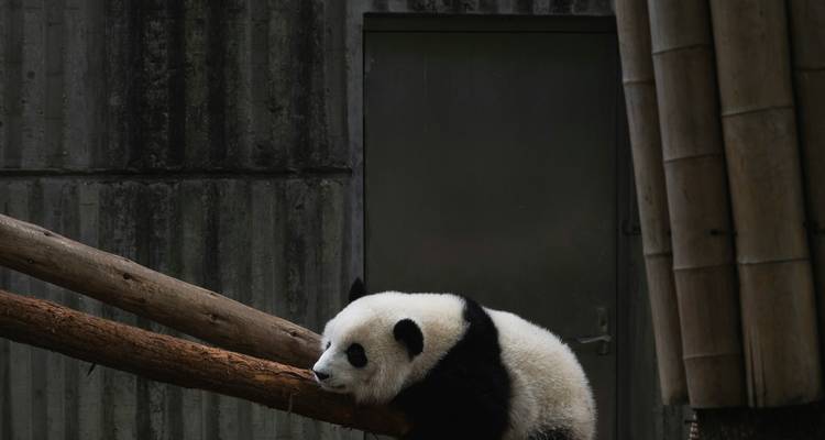 Panda descansando sobre troncos de madera.