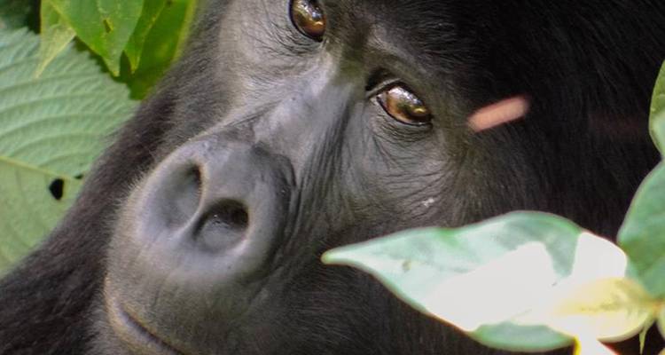 Safari à la découverte des gorilles et des lacs en Ouganda - 5J/4N - Bamba Travel 1