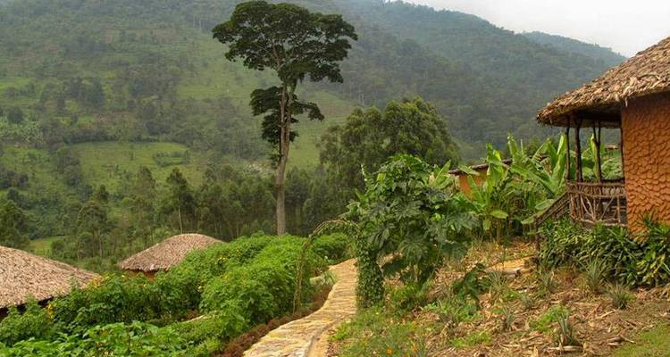 Safari à la découverte des gorilles et des lacs en Ouganda - 5J/4N - Bamba Travel 3