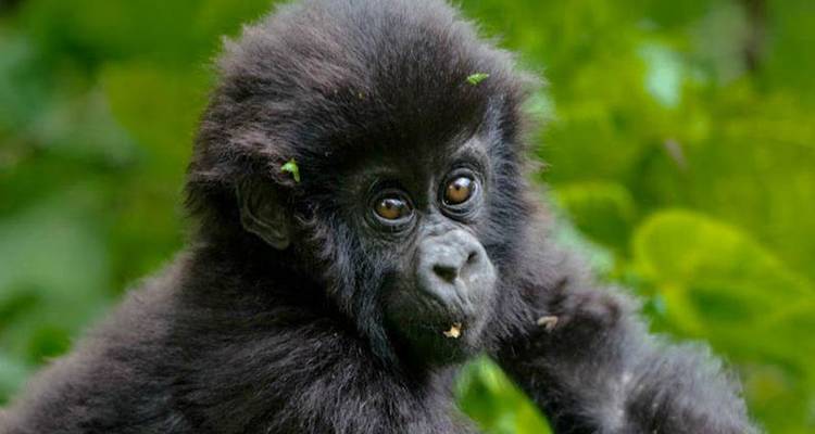 Safari à la découverte des gorilles et des lacs en Ouganda - 5J/4N - Bamba Travel 8