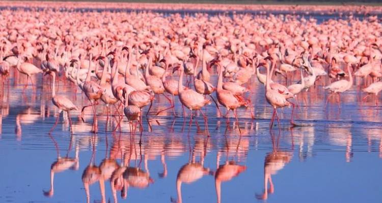 Safari Interactivo lagos y Masai Mara 5D/4N - Masai Mara, lago Nakuru y lago Naivasha - Bamba Travel 1