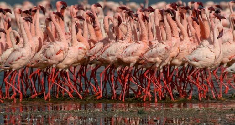 Safari Interactivo lagos y Masai Mara 5D/4N - Masai Mara, lago Nakuru y lago Naivasha - Bamba Travel 2