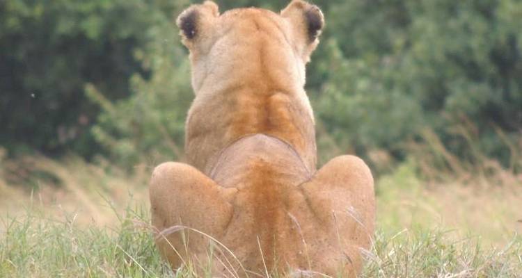 Safari Interactivo lagos y Masai Mara 5D/4N - Masai Mara, lago Nakuru y lago Naivasha - Bamba Travel 7
