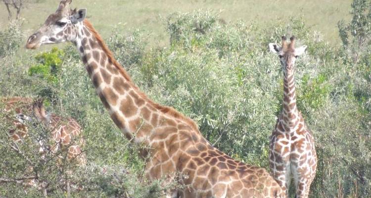 Safari Interactivo lagos y Masai Mara 5D/4N - Masai Mara, lago Nakuru y lago Naivasha - Bamba Travel 8