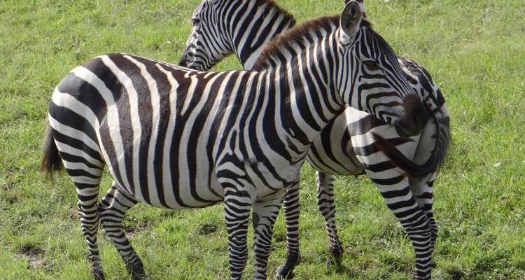 Safari Interactivo lagos y Masai Mara 5D/4N - Masai Mara, lago Nakuru y lago Naivasha - Bamba Travel 9