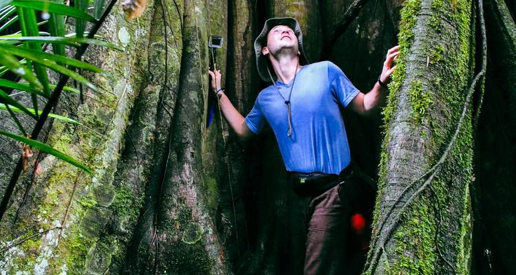 Personne explorant de grandes racines d'arbre dans un environnement forestier luxuriant.