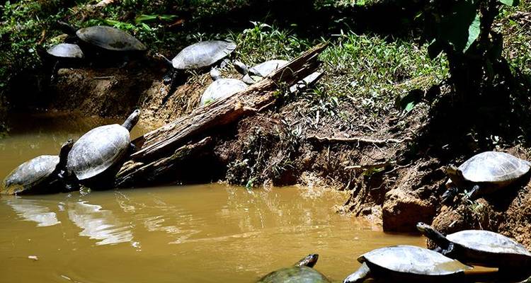 Tena Amazon Eco-Lodge Adventure 4D/3N - Bamba Travel 2