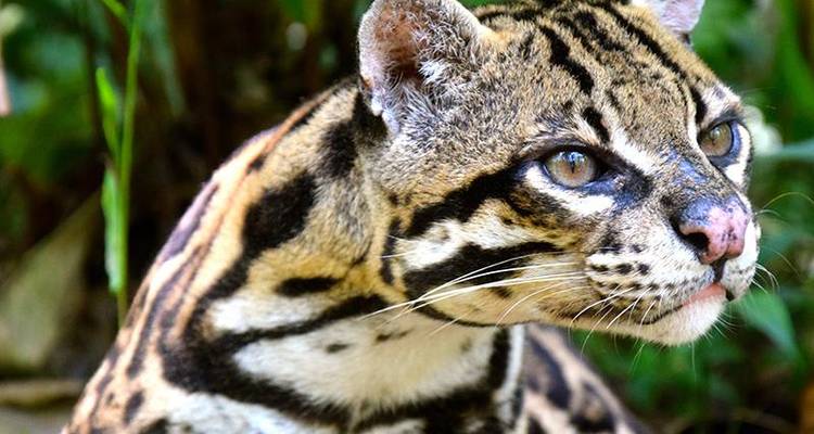 Tena Amazon Eco-Lodge Adventure 4D/3N - Bamba Travel 7