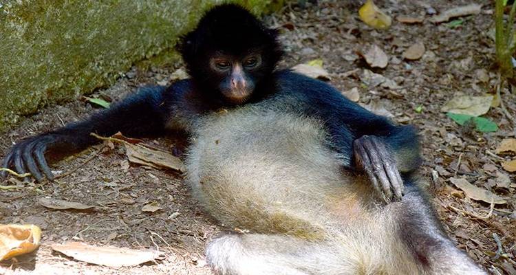 Tena Amazon Eco-Lodge Adventure 4D/3N - Bamba Travel 9