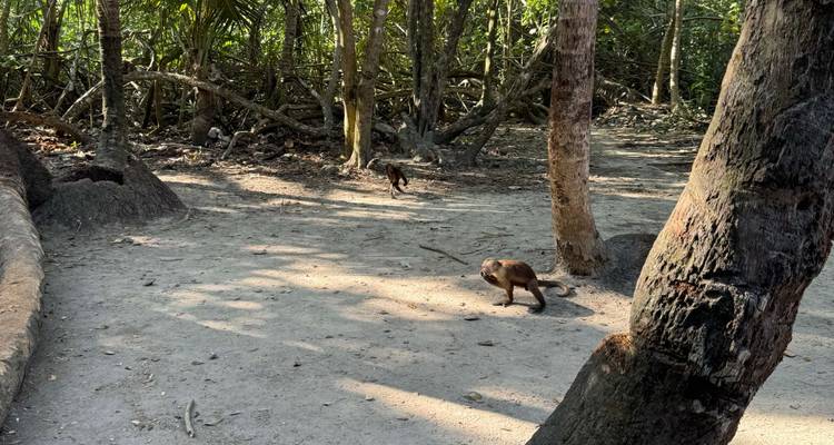 Pequeños monos deambulan por un sendero arenoso entre raíces y árboles de la densa selva tropical.