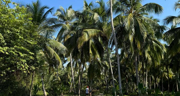 Two travelers walk beneath towering coconut palms along a sunny jungle path.