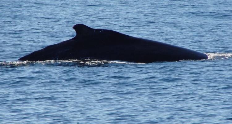 Descubrimiento de ballenas - Green Island Discovery 6
