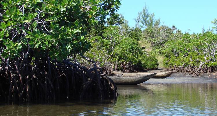 Descubrimiento de ballenas - Green Island Discovery 7