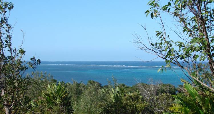 Descubrimiento de ballenas - Green Island Discovery 8