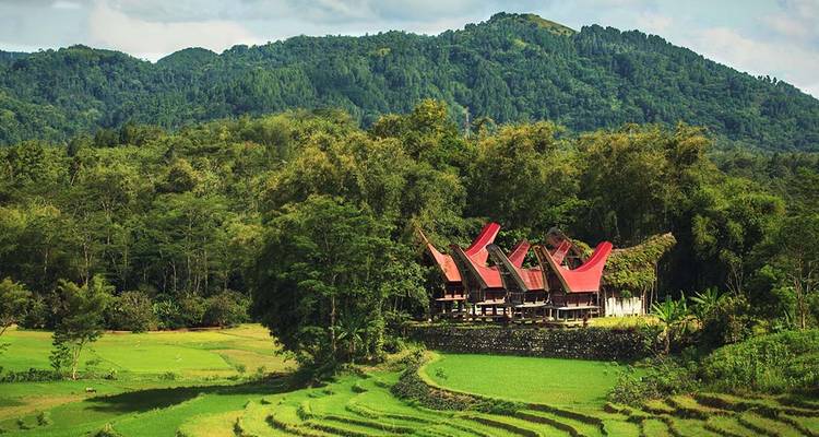 Maisons tongkonan torajan traditionnelles aux toits courbés nichées au milieu de luxuriantes rizières en terrasses et de collines boisées.