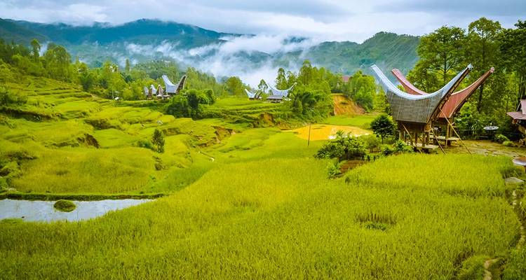 Vallée verdoyante de rizières parsemée de maisons torajanes distinctives sous des montagnes brumeuses.