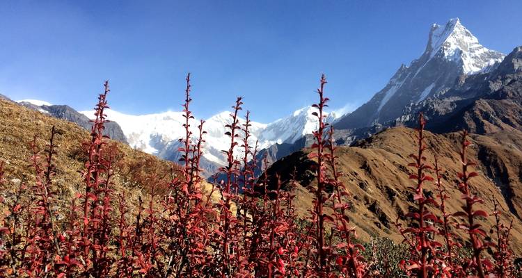 Senderismo Mardi Himal - Himalayan Planet Adventures 8