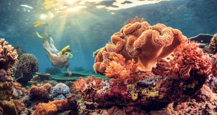 Un buceador de superficie explora un arrecife de coral vibrante lleno de vida marina colorida bajo rayos de luz solar.