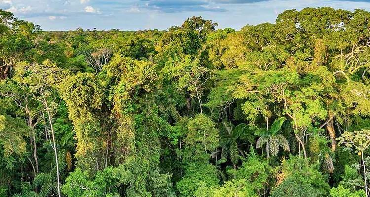El exuberante dosel de la selva tropical verde se extiende hasta el horizonte bajo un cielo parcialmente nublado.
