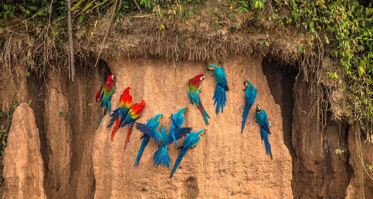 Los guacamayos de colores brillantes se aferran a un acantilado de arcilla en el Amazonas, alimentándose en una bandada ruidosa.