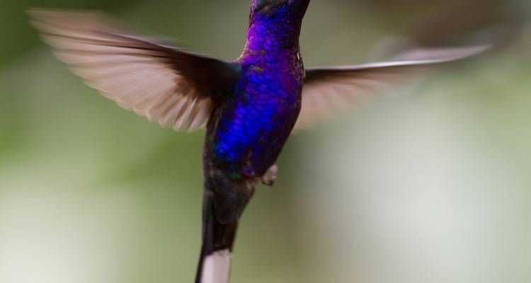Wild Jungles and Secret Mountains of Costa Rica (On Request) - Destination Services Costa Rica 2