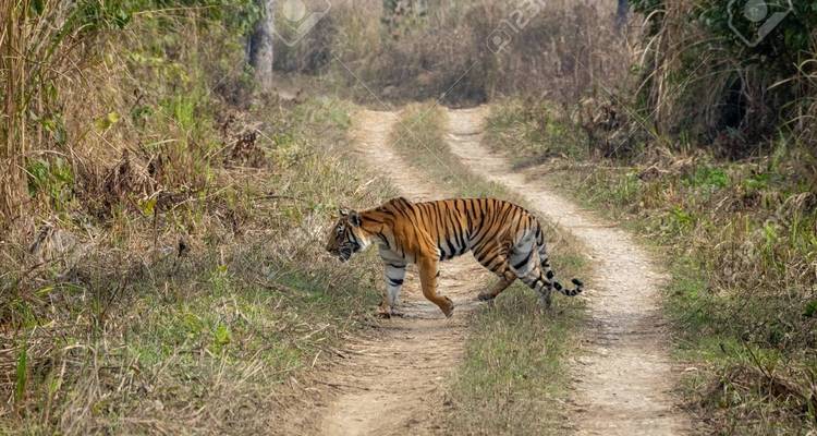 Jungle Safari in Chitwan National Park-3 Days - Female Guide Holiday 1