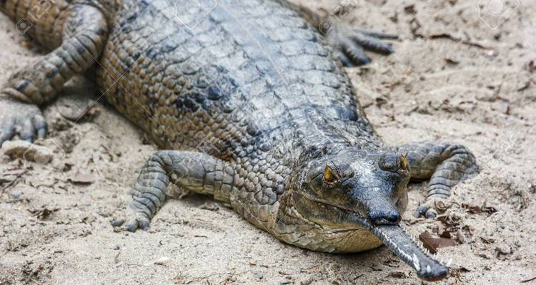 Jungle Safari in Chitwan National Park-3 Days - Female Guide Holiday 2
