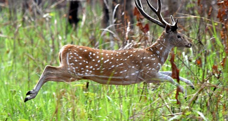 Jungle Safari in Chitwan National Park-3 Days - Female Guide Holiday 3