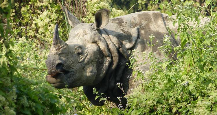 Jungle Safari in Chitwan National Park-3 Days - Female Guide Holiday 6