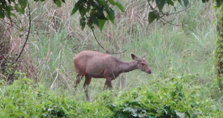 Jungle Safari in Chitwan National Park-3 Days - Female Guide Holiday 7