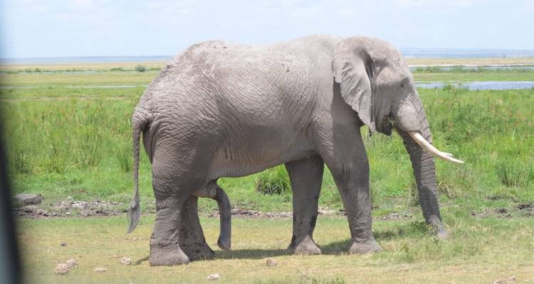 5 jours à Masai Mara - Lac Nakuru - Lac Naivasha - Sterling Travel 1