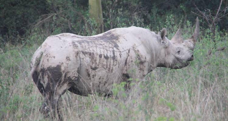 5 jours à Masai Mara - Lac Nakuru - Lac Naivasha - Sterling Travel 2