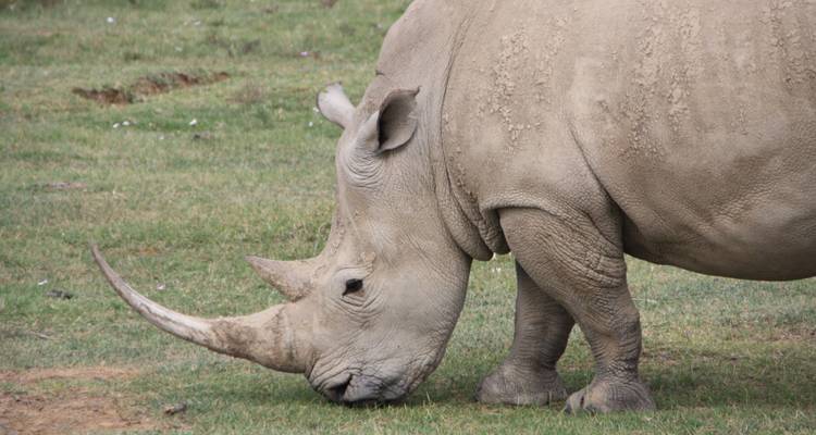 5 jours à Masai Mara - Lac Nakuru - Lac Naivasha - Sterling Travel 3