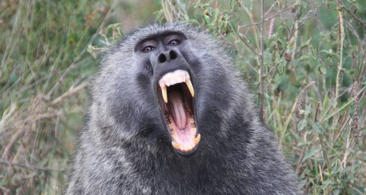 5 jours à Masai Mara - Lac Nakuru - Lac Naivasha - Sterling Travel 4
