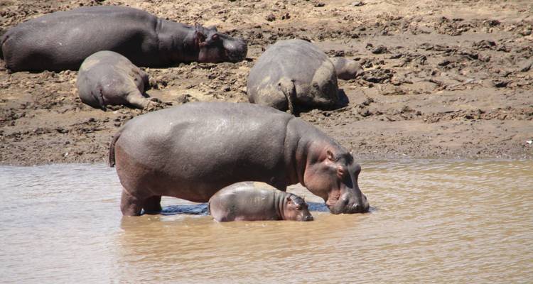 5 jours à Masai Mara - Lac Nakuru - Lac Naivasha - Sterling Travel 6