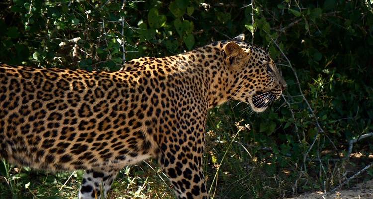 Randonnée, camping sauvage et safari au Sri Lanka - Mango Vacations 10