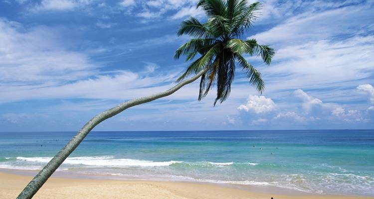 Eine geschwungene Palme neigt sich über einen unberührten Sandstrand und den türkisfarbenen Indischen Ozean.
