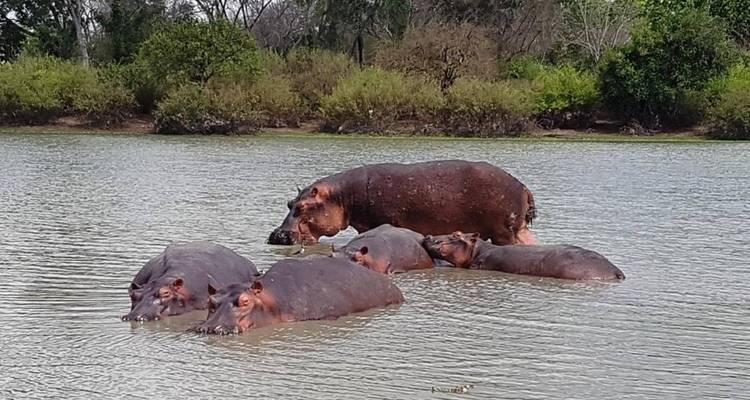 3 jours - Safari dans le parc national de Ruaha - vol depuis Zanzibar ou Dar Es Salaam - Silver Sky Travel 1