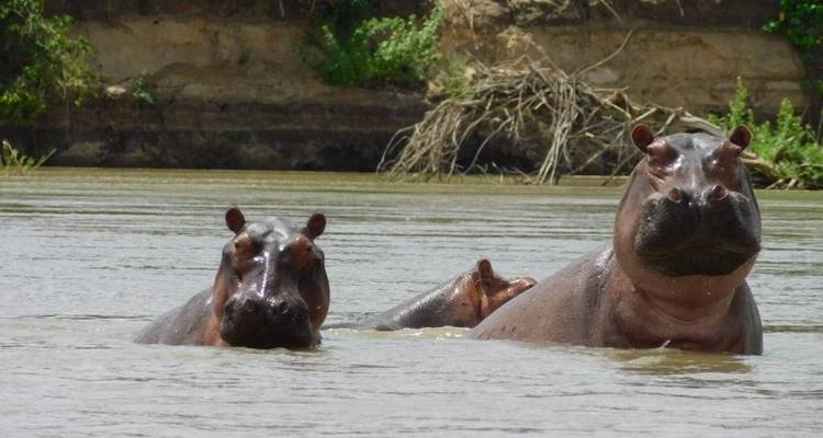 3 jours - Safari dans le parc national de Ruaha - vol depuis Zanzibar ou Dar Es Salaam - Silver Sky Travel 3